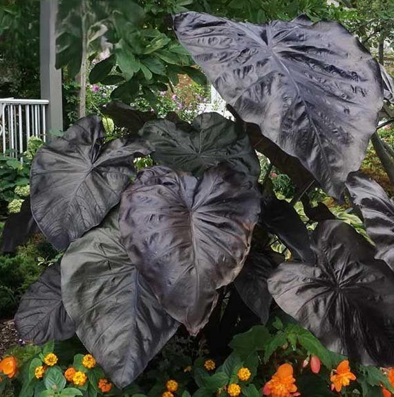 Black Coral Colocasia / Elephant Ear, Large 1 Gallon Size! - Etsy