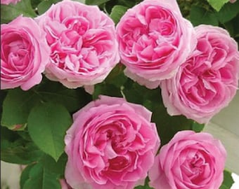 May include: A cluster of vibrant pink roses in full bloom, showcasing multiple layers of delicate petals. The roses are surrounded by lush green leaves, creating a beautiful floral arrangement. The image captures the roses' soft texture and rich color.