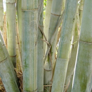 Angel Mist The Ghost Clumping Bamboo Dendrocalamus minor 1 Value Priced Division Approximately 15 Tall image 2