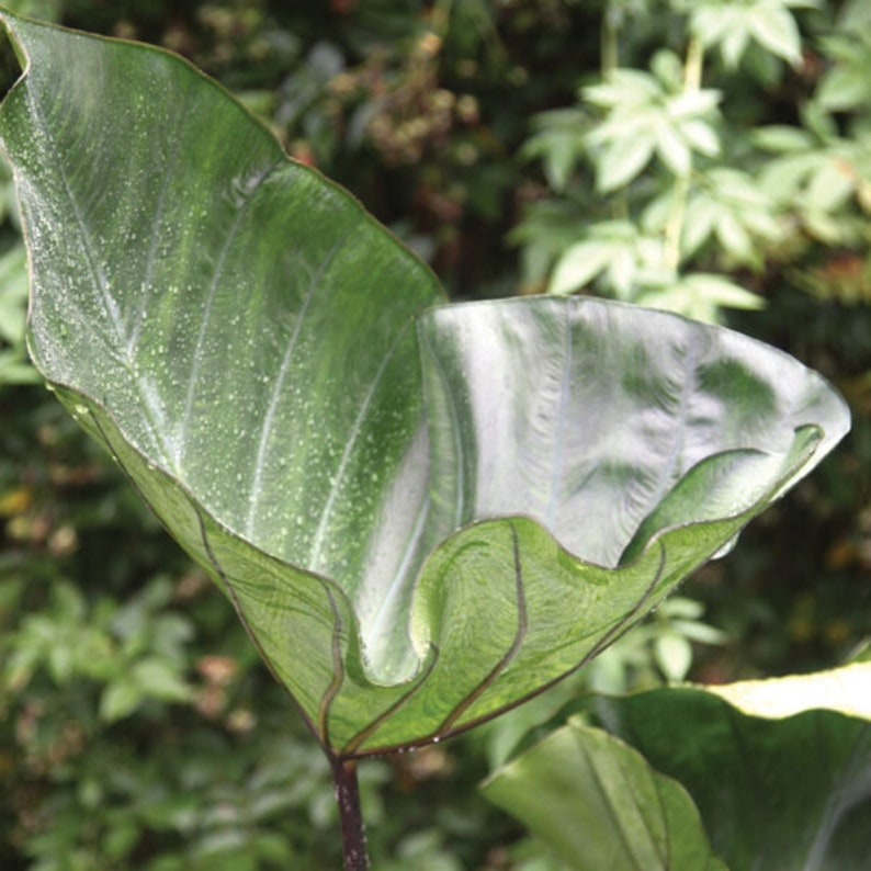 Puede incluir: Una hoja grande y verde con una textura ondulada, doblada sobre s&iacute; misma, creando una forma de copa. La hoja est&aacute; iluminada por la luz del sol, destacando sus venas y textura.