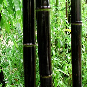 4 - 1 Gallon Size Plants - Black Bamboo Plant - Phyllostachys Nigra  b