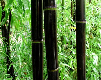 4 - 1 Gallon Size Plants - Black Bamboo Plant - Phyllostachys Nigra  b