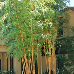 Asian Lemon Yellow Bamboo – Clumping Variety – NON-INVASIVE Bambusa eutuldoides viridi-vittata - 1 Value Priced Division - Approx 15" Tall