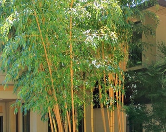 Asian Lemon Yellow Bamboo – Clumping Variety – NON-INVASIVE Bambusa eutuldoides viridi-vittata - 1 Gallon Sized Plant