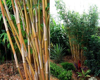 4 Plants - Bambusa Alphonse Karr / Golden Hedge Clumping Bamboo-Lge 1 Gallon Plant-NON-INVASIVE