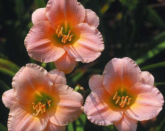 Blythe Belle Daylily – Hemerocallis – Pink Blooms – 3 Fans / Plants