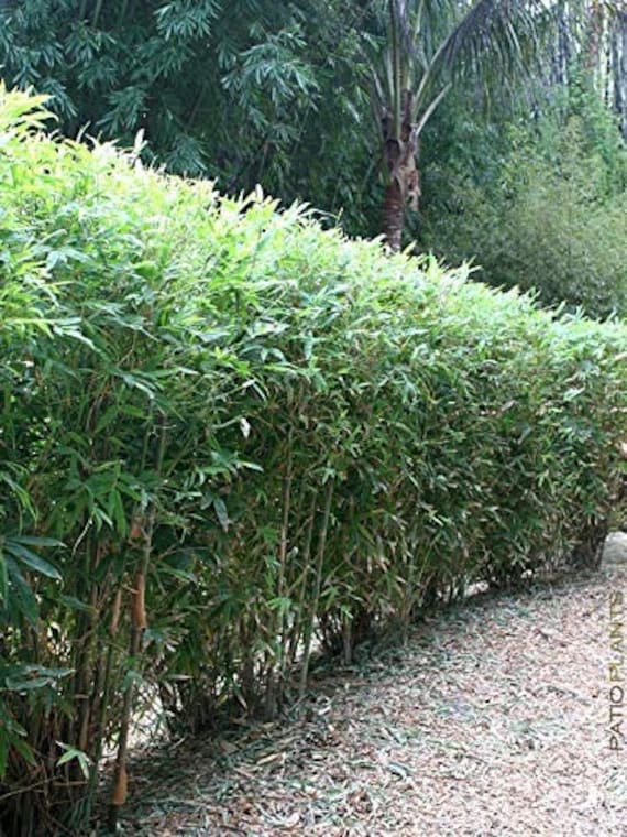 Fernleaf Bamboo Plant - 3 Gallon Extra Large | Bambusa Multiplex, Clumping Bamboo For Privacy Screen, Hedge, Fast Growing