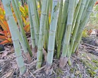 20 Divisions - Angel Mist Clumping Bamboo - White Bamboo- (Dendrocalamus minor) - Value Priced!!  Approximately 15 Inches Tall