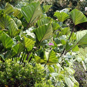 Puede incluir: Primer plano de una gran planta verde de hojas anchas con hojas grandes y anchas. La planta crece en un ambiente tropical exuberante.