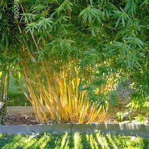 Bambusa Alphonse Karr / Golden Hedge Clumping Bamboo -Lge 1 Gallon Plant-Non-Invasive