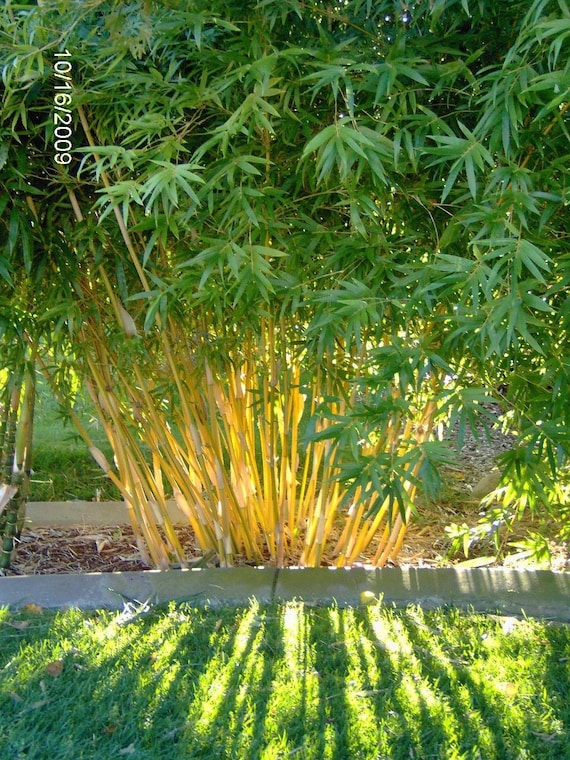 Bambusa Alphonse Karr / Golden Hedge Clumping Bamboo -lge 1 Gallon  Plant-non-invasive - Etsy