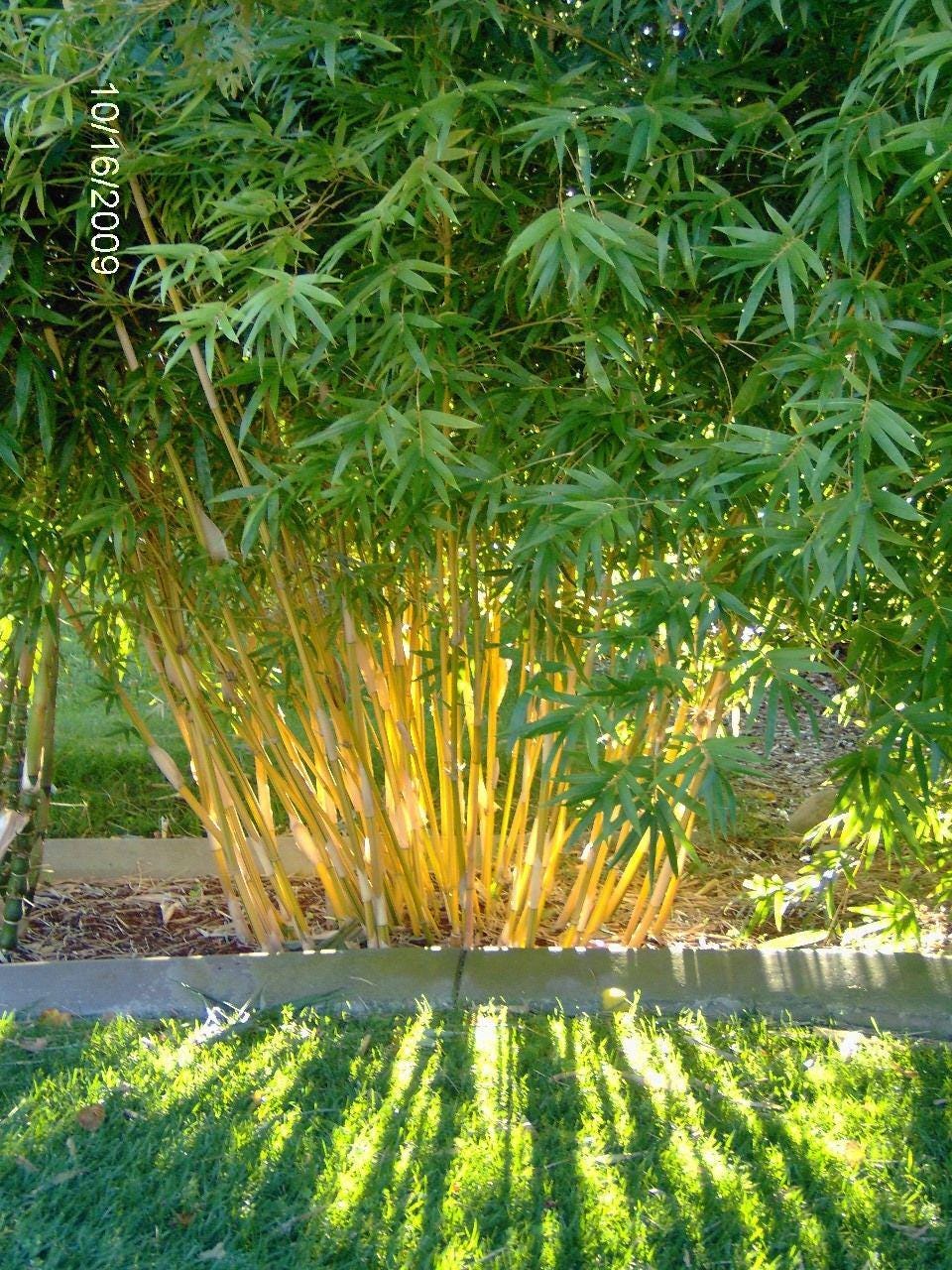 Bambusa Alphonse Karr / Golden Hedge Clumping Bamboo -lge 1 Gallon  Plant-non-invasive - Etsy