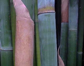Bambusa textilis ‘Kanapaha’ – Wong Chuk / Royal / Giant Weavers Bamboo – Clumping, Non-Invasive 1 Gallon Size