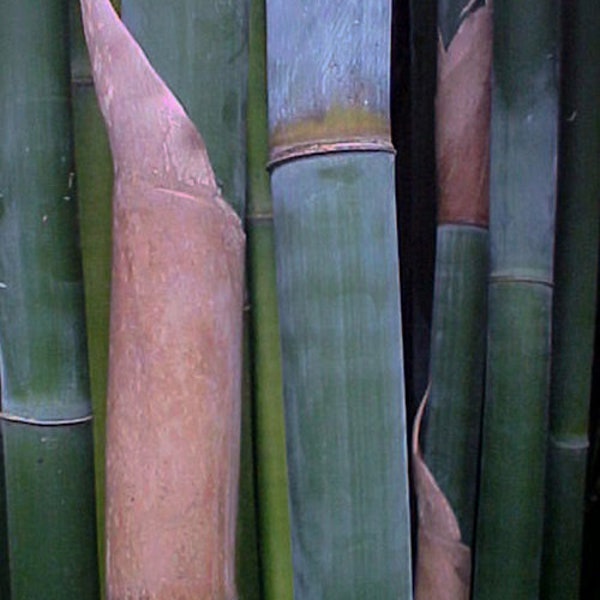 Bambusa textilis ‘Kanapaha’ – Wong Chuk / Royal / Giant Weavers Bamboo – Clumping, Non-Invasive 1 Gallon Size