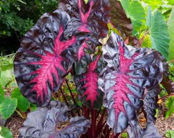 Colocasia Redemption – Tamaño grande de 1 galón - La mejor relación calidad-precio en Etsy - Oreja de elefante