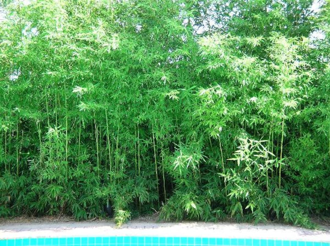 Seabreeze Clumping Bamboo 1 Gallon Size Noninvasive Bambusa