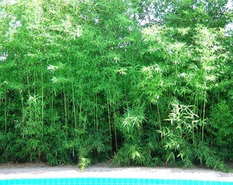 Seabreeze Clumping Bamboo Bambusa Malingensis - NON-INVASIVE - 1 Value Priced Division Approx 15" Tall