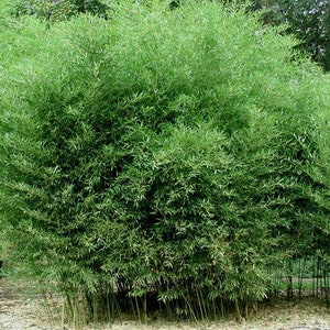 Phyllostachys Bissetti/David Bisset Bamboo-Very Cold Hardy Down to 15 Degrees image 1