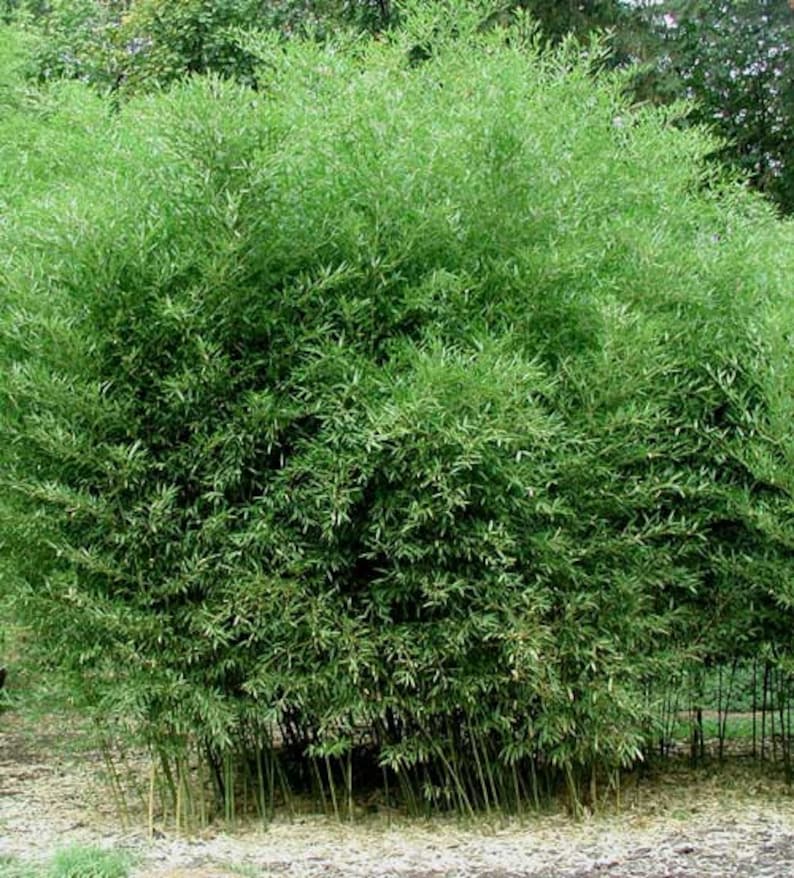 Phyllostachys Bissetti/David Bisset Bamboo-Very Cold Hardy Down to 15 Degrees image 1