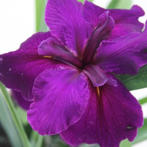 3 Louisiana Iris Jeri 3 MATURE BLOOMING SIZE Plants/Fans Deep, Dark Purple Large Petals Award Winning image 1