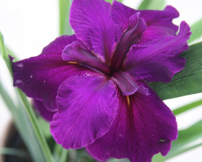 3 Louisiana Iris Jeri 3 MATURE BLOOMING SIZE Plants/Fans Deep, Dark Purple Large Petals Award Winning image 1