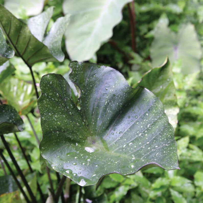 Puede incluir: Una hoja grande de color verde oscuro con una superficie texturizada cubierta de gotas de agua. La hoja tiene una punta ligeramente puntiaguda y una base redondeada.