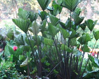 Colocasia – Tea Cup Elephant Ear – 1 Gallon Size Currently 2 to 3 FEET Tall