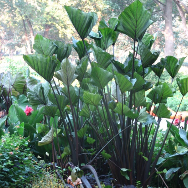 Colocasia Tea Cup Elephant Ear 1 Gallon Size Currently 2 Etsy
