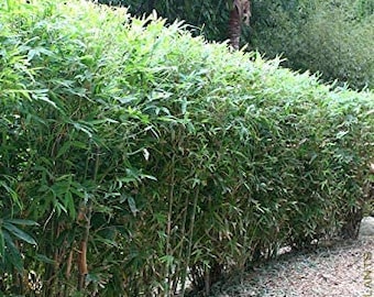 4 - 1 Gallon Plants  Fernleaf Clumping Bamboo - Bambusa "Fernleaf" 1 Gallon Size