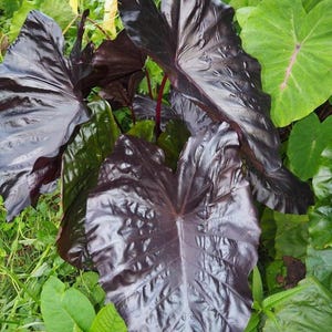 Electric Blue Gecko Colocasia - 1 Gallon Pot