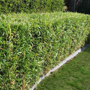 10 Fernleaf Clumping Bamboo/Bambusa- 10 Value Priced Divisions / Starter Plants - Approx 15&quot; Tall