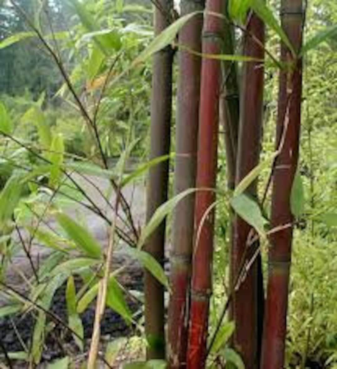 Red Temple Bamboo / Narihira Bamboo Semiarundinaria Fastuosa 1 Gallon