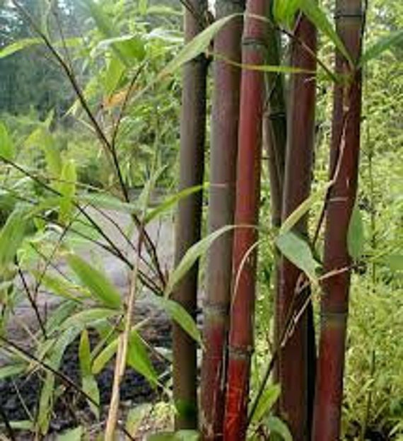 Red Temple Bamboo / Narihira Bamboo Semiarundinaria Fastuosa - Etsy