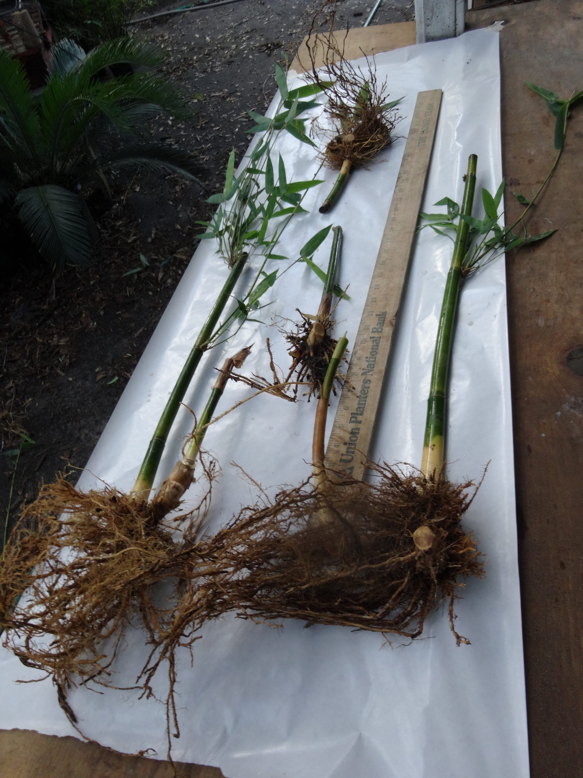 Angel Mist "the Ghost" Clumping Bamboo - Dendrocalamus Minor - 1 Value  Priced Division - Approximately 15" Tall - Etsy