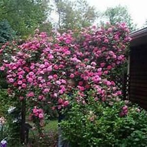 以下が含まれることがあります： ピンクの花で溢れる鮮やかな茂み。緑豊かな葉と木造の建物を背景にしています。花は満開で、庭の環境の中で密でカラフルなディスプレイを作り出しています。
