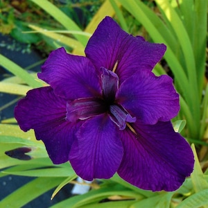 3 - Louisiana Iris "Jeri" - 3 MATURE BLOOMING SIZE Plants/Fans Deep, Dark Purple Large Petals - Award Winning