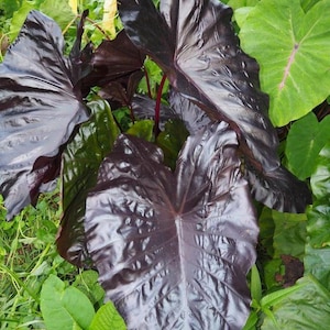 Electric Blue Gecko Colocasia / Elephant Ear / Taro - 1 Gallon Pot - 2.5 to 3 FEET Tall