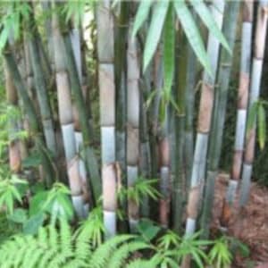 Blue Timber Clumping Bamboo/Bambusa- 1 Value Priced Division - Approx 15" Tall b image 2