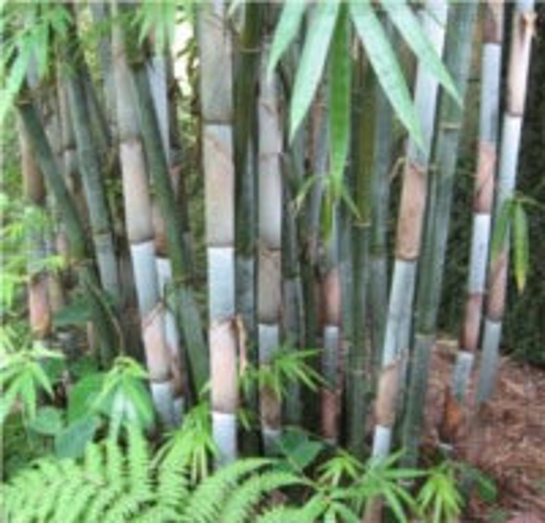 Blue Timber Clumping Bamboo/Bambusa- 1 Value Priced Division - Approx 15" Tall b image 2