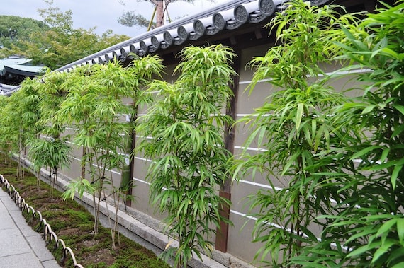 Bambusa lady Finger Clumping, Non-invasive Bamboo Plant  Large 1 Gallon  Size - Etsy