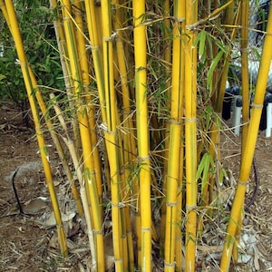 May include: A close-up of a cluster of yellow bamboo stalks with green stripes. The bamboo is growing in a garden setting.