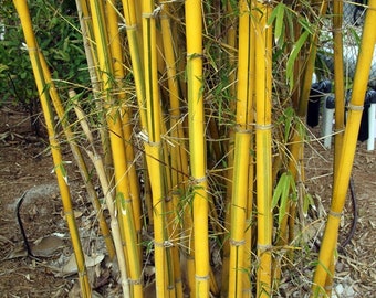 HAWAIIAN GOLD BAMBOO Bambusa vulgaris vittata - 1 Division / Starter Plant - Approximately 15" Tall