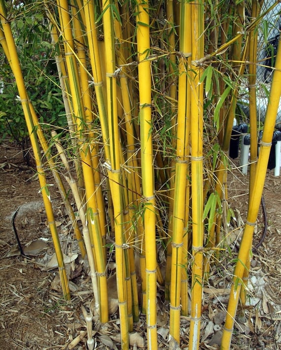 bambus klima Seedeo® Moso Bambus (Riesenbambus) Phyllostachys edulis 100 Samen