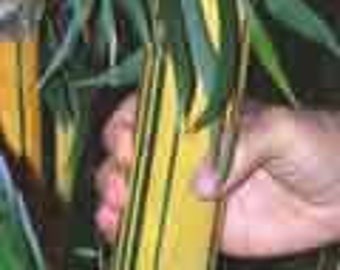 4 - HAWAIIAN GOLD BAMBOO Bambusa vulgaris vittata - 4 - 1 Gallon Pots, Currently 3.5 Feet Tall, Clumping, Non-Invasive Bamboo