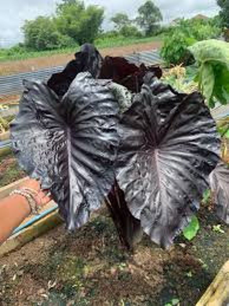 Electric Blue Gecko Colocasia / Elephant Ear / Taro 1 Gallon Etsy