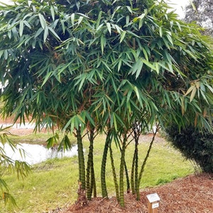 Bambusa vulgaris 'Wamin' – Dwarf Buddha Belly Bamboo Plant - 1 Gallon Plant