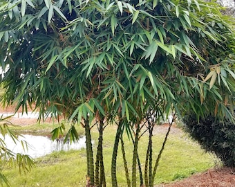 Bambusa vulgaris 'Wamin' – Dwarf Buddha Belly Bamboo Plant - 1 Gallon Plant