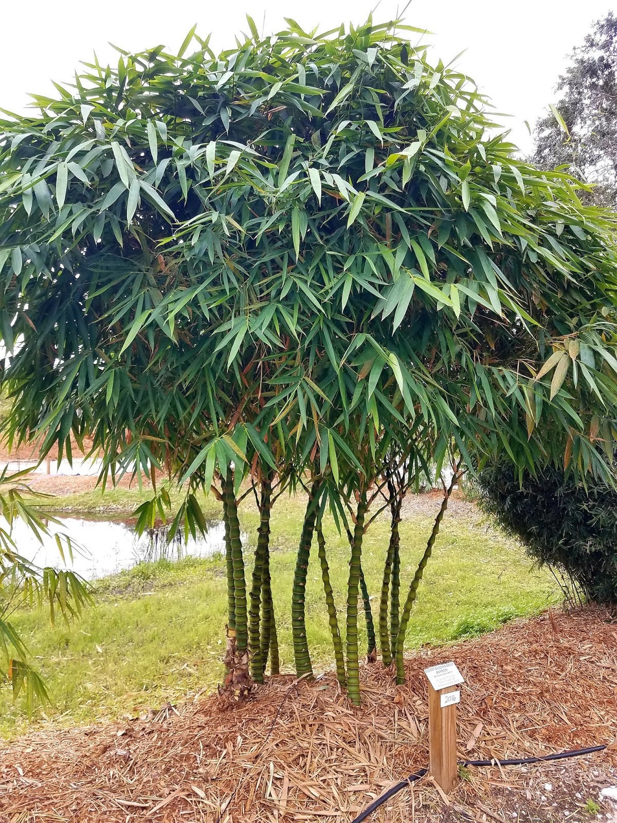 Bambusa Vulgaris 'wamin' Dwarf Buddha Belly Bamboo Etsy