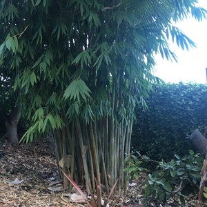 Angel Mist The Ghost Clumping Bamboo Dendrocalamus minor 1 Value Priced Division Approximately 15 Tall image 3