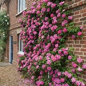 以下が含まれることがあります： レンガ造りの建物に、つるバラの茂みが絡まっています。バラは鮮やかなピンク色で満開です。建物には白い窓枠と青いドアがあります。